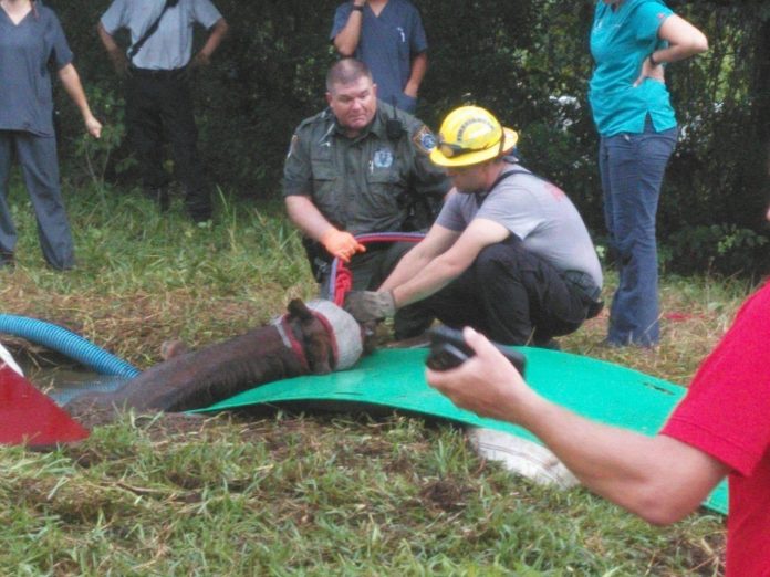 Crews rescue horse from septic tank in Flagler