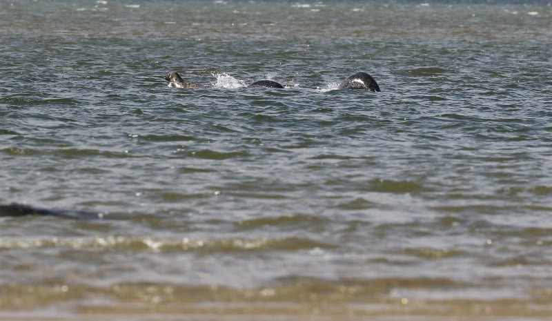 Loch Ness Monster: Triple Humped Silvery Creature Pictured Coming Up For Air