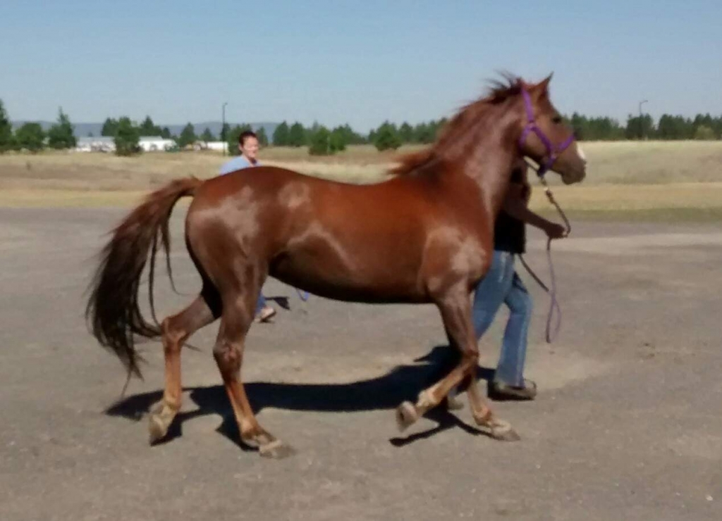 Unvaccinated horses are vulnerable to West Nile Virus a deadly illness spread via mosqutoes