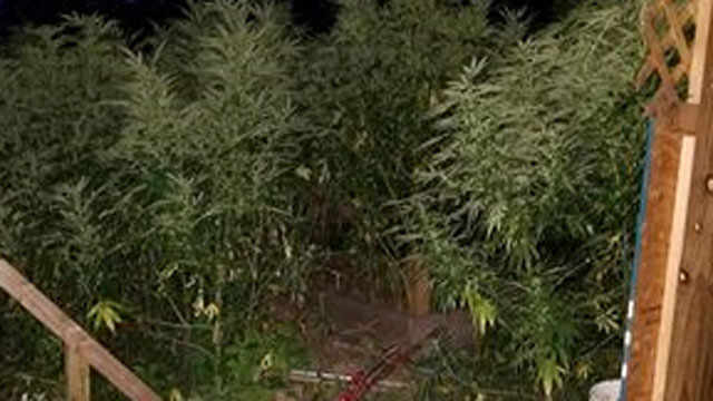 Police said 600 marijuana plants were located daycare in West Haven on Friday