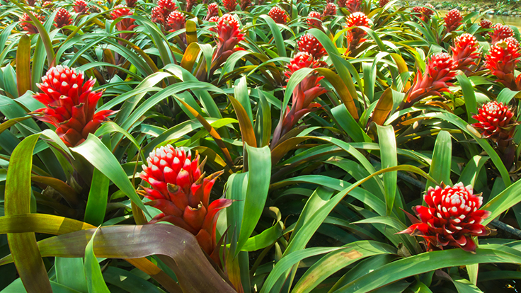 Zika mosquitoes may be breeding in bromeliads in Miami