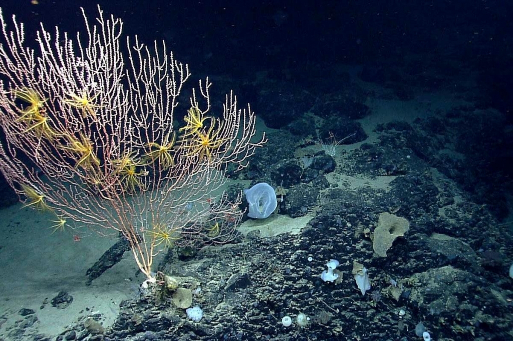 President Obama is to Declare a New National Marine Monument off Cape Cod