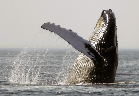 Protected from commercial whaling for nearly 50 years the humpback has rebounded