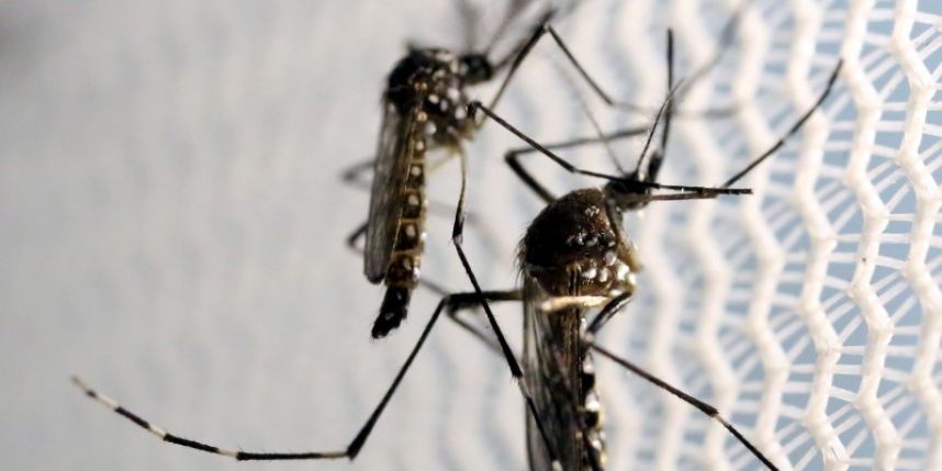 Florida politicians urge use of Intrexon GM mosquitoes for Zika