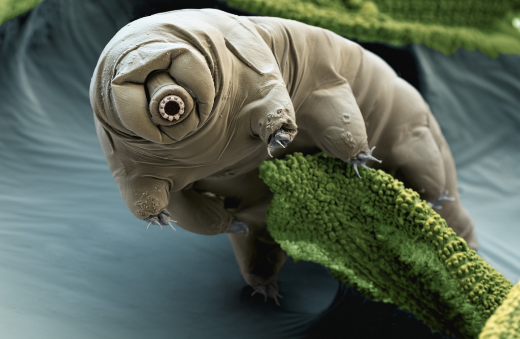 Water Bear Dries to a Crisp Then Comes Back to Life