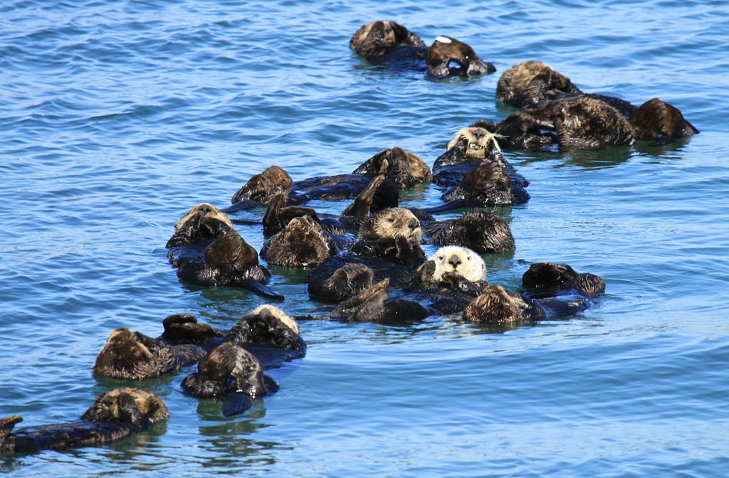 For years sea otters have delighted visitors and residents along central California's coastline. They can be spotted grooming holding each other's paws and enjoying crustacean snacks while floating on their backs