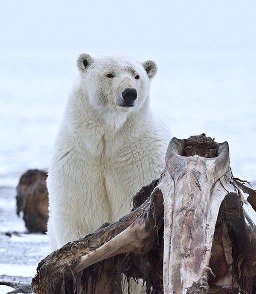 Polar bear