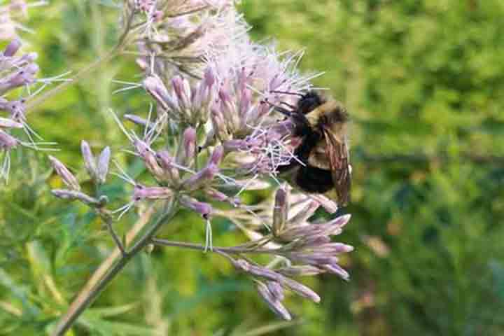 Bumble bee may be US endangered species