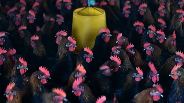 Chickens at a poultry farm in Hefei eastern China. Antibiotics are often used to keep them healthy in densely packed quarters