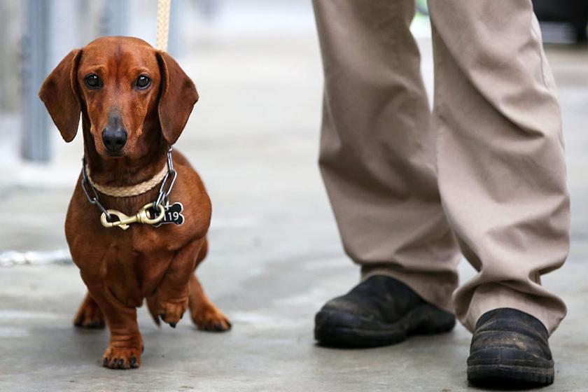 Good boy! Dogs know what you're saying, study suggests