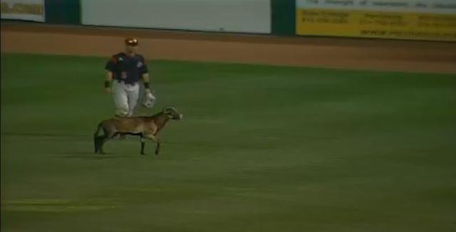 A minor league baseball game got delayed by a wandering sheep