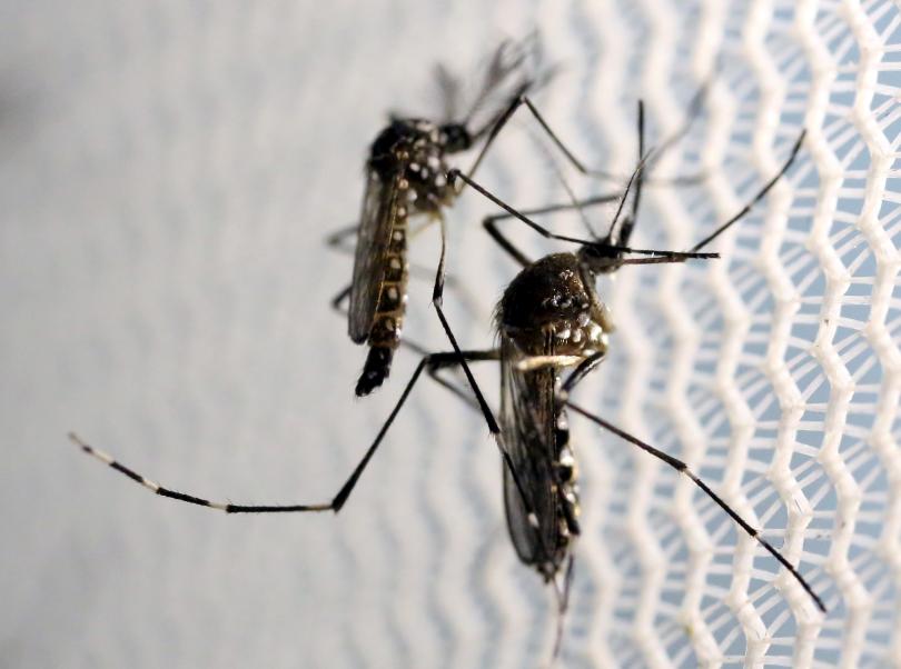 Zika found in Miami mosquitoes