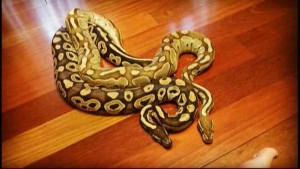 14 pythons set loose 2 have been found