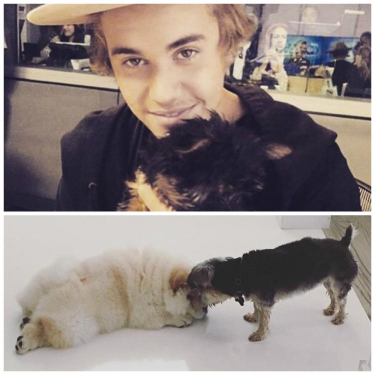 Worry not Beliebers! Justin's dogs are here to save