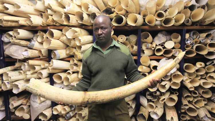 Africa divided over ivory trade as some states want to sell