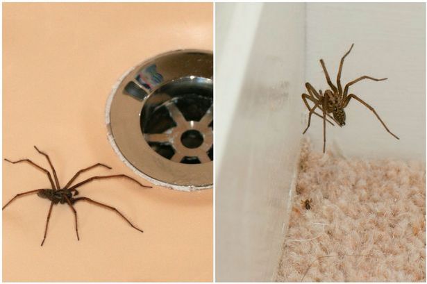 Invasion of giant house spiders as mating season begins