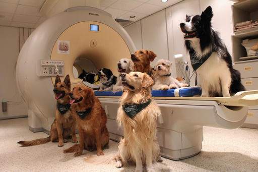 Dogs use same parts of brain as humans to process language