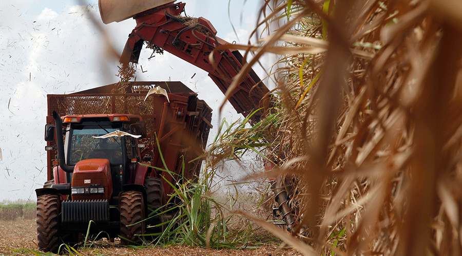 Sugar cane is harvested