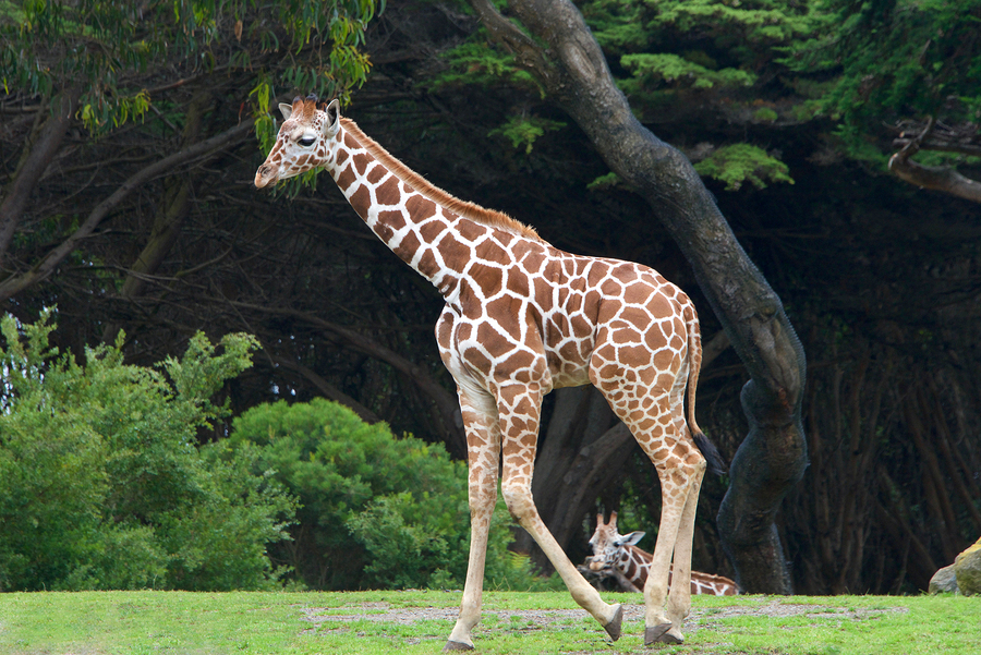 Stunning discovery leads to concerns over giraffe populations