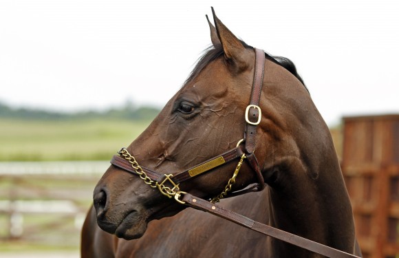 Tepin proved far too strong for her rivals in the Woodbine Mile