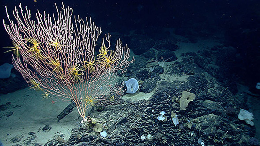 The Mytilus Seamount which is part of the new Northeast Canyons and Seamounts Marine National Monument