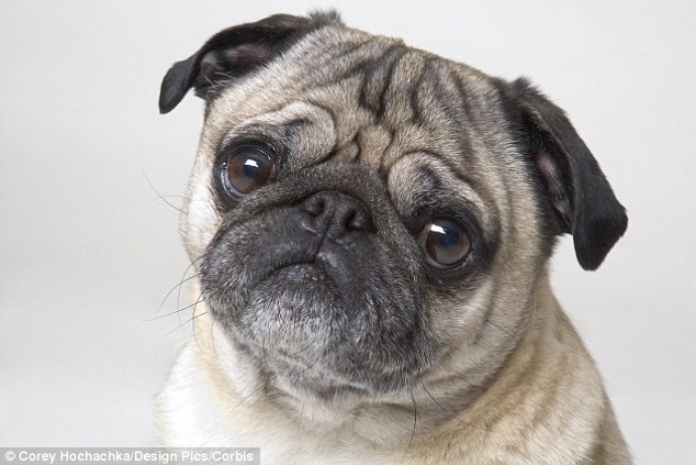 It appears that dogs with'flat-faces, including pugs may have health problems leading to'increased animal suffering. The British Veterinary Association is warning people not to buy flat-faced dogs amid a rise in the number being abandoned due to