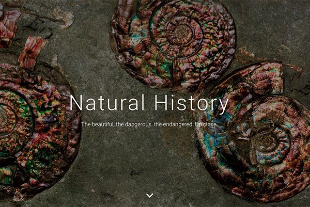 The collaboration between London's Natural History Museum and Google Arts & Culture brings to life prehistoric specimens