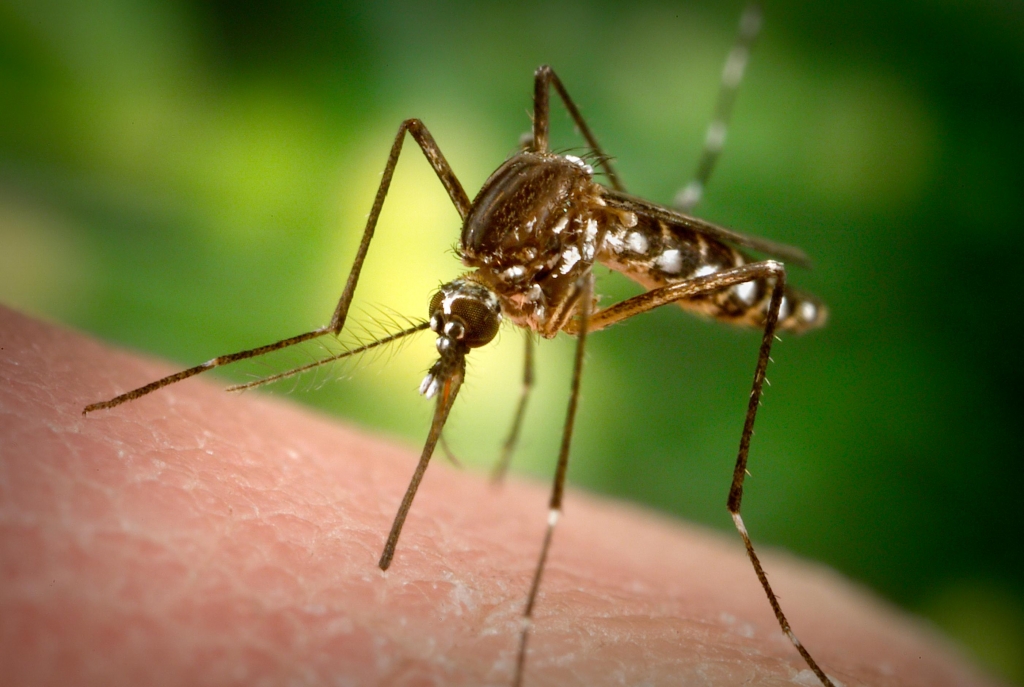 The day-biting Aedes aegypti mosquito prefers to feed human hosts and can spread the Flavivirus'Yellow fever