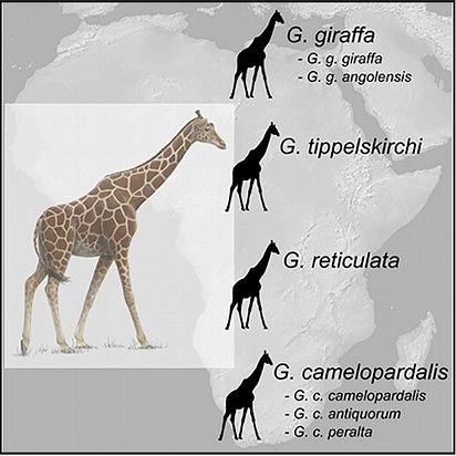 The four new giraffe species and their subspecies.			
		Fennessy et al  Current Biology	
		

		
		
	
						
	
														
			A male giraffe with two calves