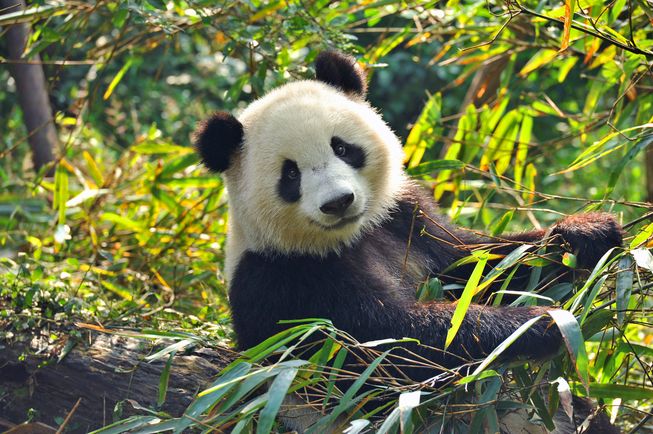 The latest census in 2014 found that there were 1,864 giant pandas alive in the wild