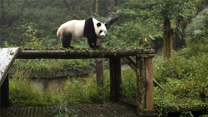 The latest estimates show a population of at least 1,864 adult giant pandas