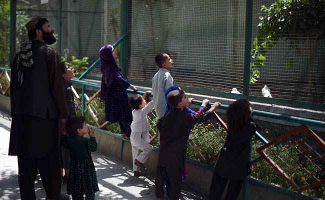 Kabul's Once Battle Scarred Zoo Roars Back To Life