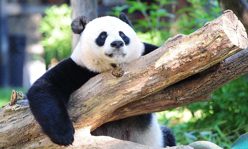 Mei Xiang resting in her enclosure at the National Zoo in Washington DC. Aug 24.─ AFP