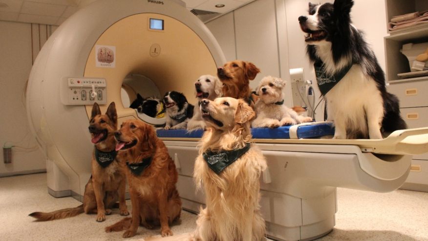 Trained dogs by the scanner