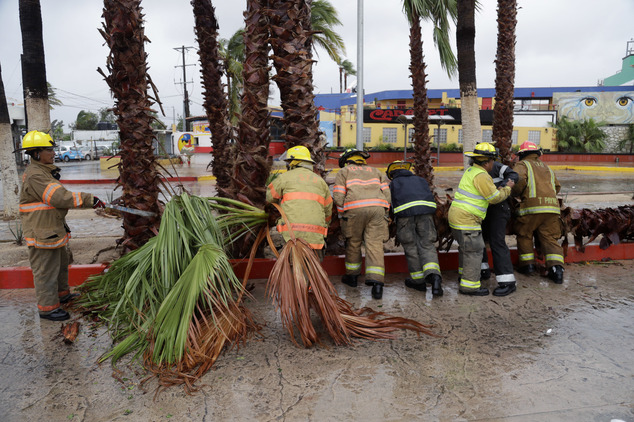 Firemen removed a palm tree felled by Hurricane Newton in Cabo San Lucas Mexico Tuesday Sept. 6 2016. Newton slammed into the twin resorts of Los Cabos