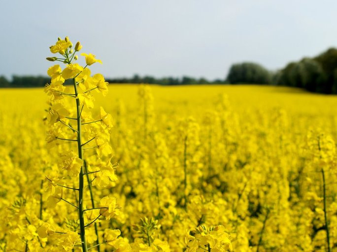 Canola field