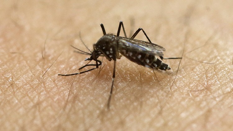 UN Zika remains global emergency virus still spreading