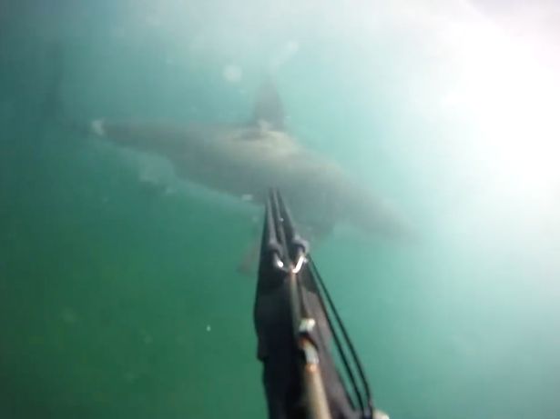 Tyler Mc Quillen stabbed the great white shark with his spear gun