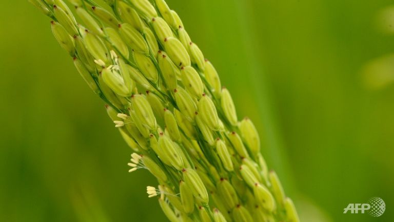 US Challenges Chinese #Rice #Wheat #Corn Support