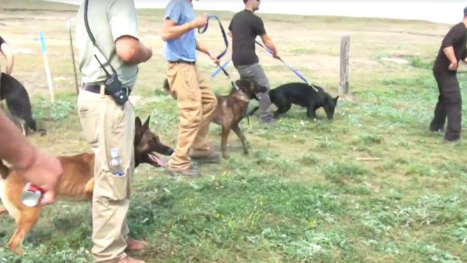 Dakota Access security dogs