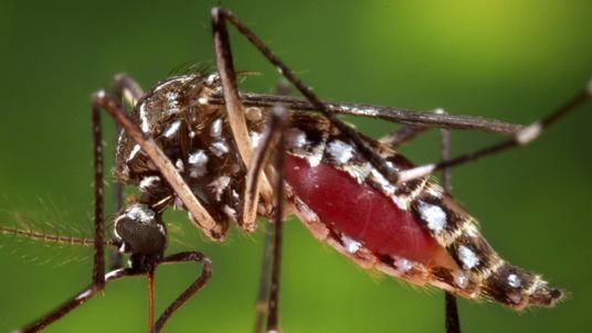 CDC handout shows a female Aedes aegypti mosquito