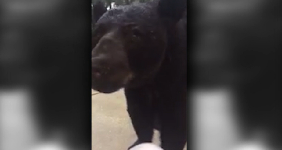 Lake Mary woman films close encounter with bear