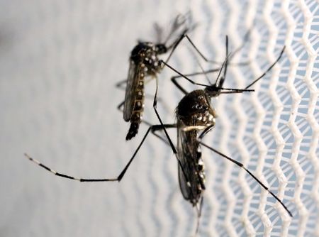 Aedes aegypti mosquitoes are seen inside Oxitec laboratory in Campinas Brazil