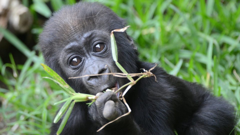 Eastern gorillas