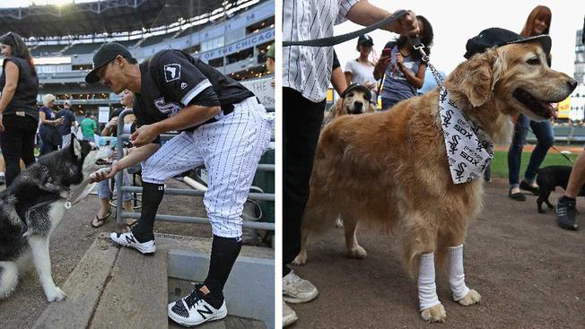 White Sox'Bark in the Park Sets Guiness Record