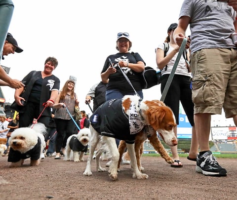 Chicago White Sox Dogs