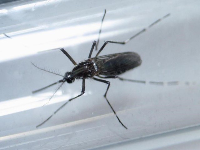 An Aedes aegypti mosquito is seen inside a test tube as part of a research on preventing the spread of the Zika virus and other mosquito-borne diseases at a control and prevention center in Guadalupe neighbouring Monterrey Mexico