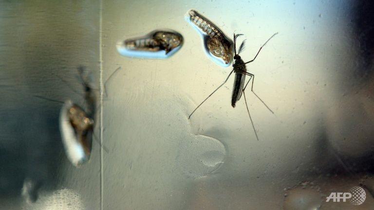 Zika is primarily transmitted by the Aedes aegypti mosquitoes and also by sexual contact