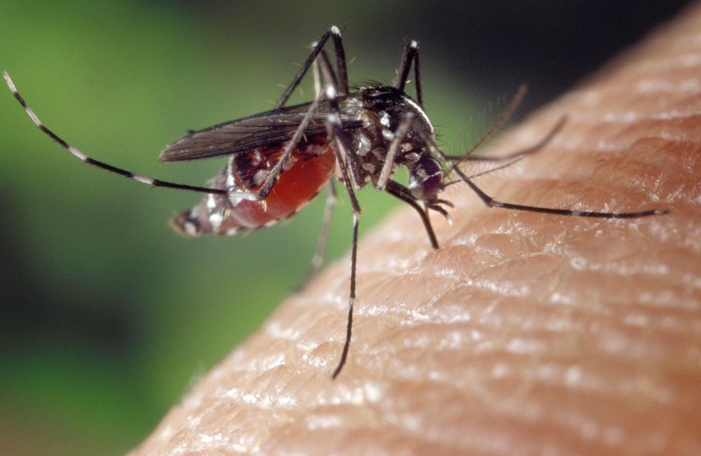 Grant Hill Area To Be Sprayed For Mosquitoes Over Zika Concerns