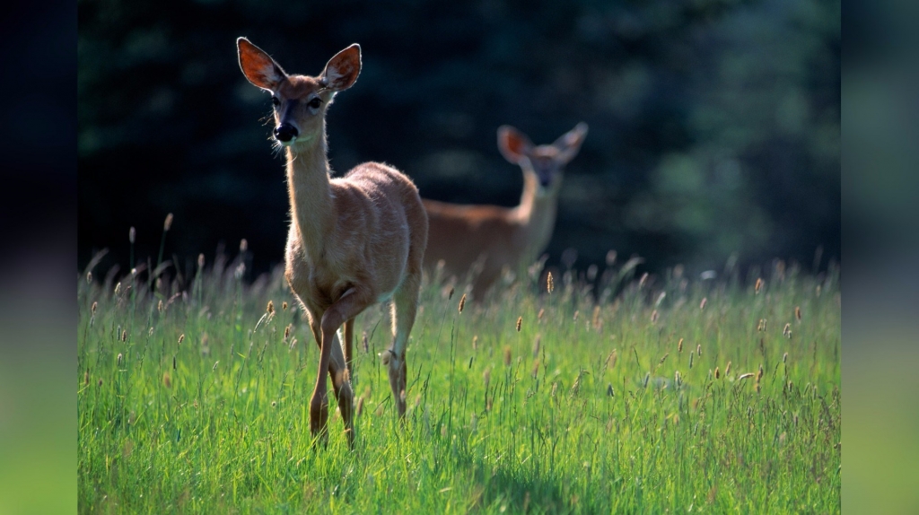 Odds Of Hitting A Deer While Driving In Michigan? Higher Than You Think!